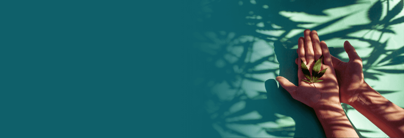 Eine offene Hand, auf der ein Hanfblatt liegt