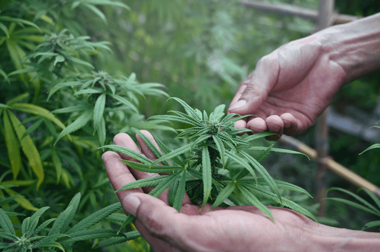 Zwei Hände, die die Spitze einer Hanfpflanze umfassen